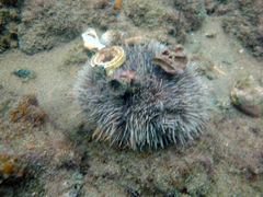 Tripneustes ventricosus