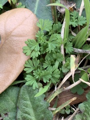 Alchemilla australis