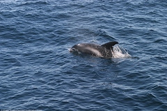 Lagenorhynchus albirostris