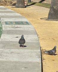 Columba livia