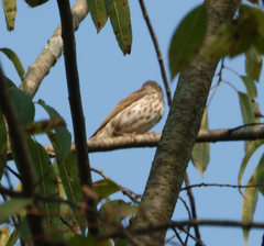Hylocichla mustelina