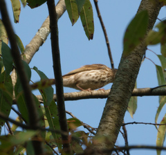 Hylocichla mustelina