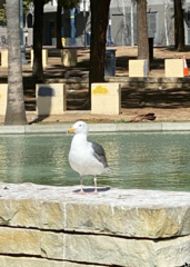 Larus occidentalis