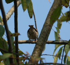 Hylocichla mustelina