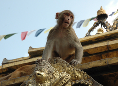Macaca mulatta