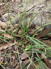 Carex floridana