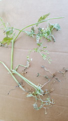 Pholistoma membranaceum