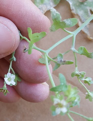 Pholistoma membranaceum