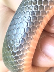 Lycodonomorphus rufulus