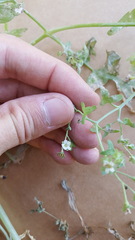 Pholistoma membranaceum