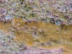 Coenogonium interplexum