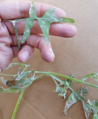 Pholistoma membranaceum