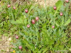 Platycapnos spicata