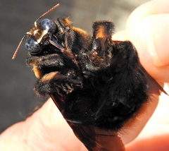 Xylocopa flavorufa