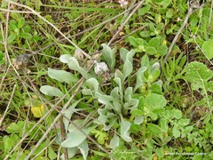 Cynoglossum cheirifolium