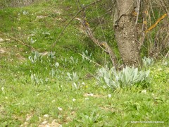 Cynoglossum cheirifolium