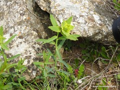 Euphorbia serrata