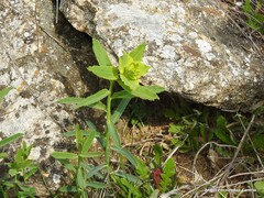 Euphorbia serrata