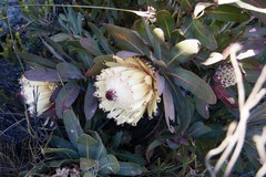 Protea magnifica