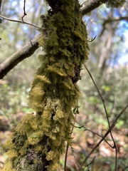 Coenogonium interplexum