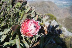 Protea magnifica