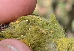 Coenogonium interplexum