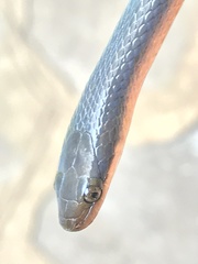 Lycodonomorphus rufulus