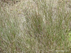 Chrysojasminum fruticans