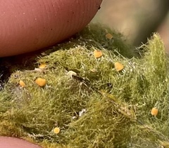 Coenogonium interplexum