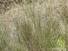 Chrysojasminum fruticans