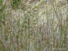 Chrysojasminum fruticans