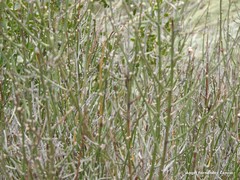 Chrysojasminum fruticans