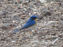 Cyornis tickelliae