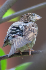Passer domesticus
