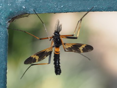 Pselliophora flavibasis