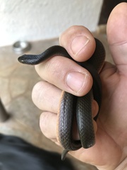 Lycodonomorphus rufulus