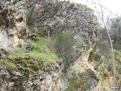 Chrysojasminum fruticans