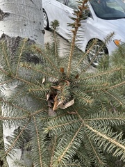 Pinaceae