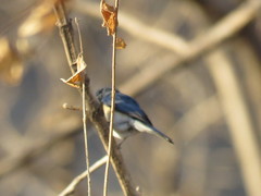 Cyornis