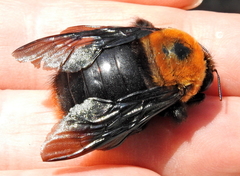 Xylocopa flavorufa