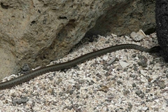 Pseudalsophis dorsalis