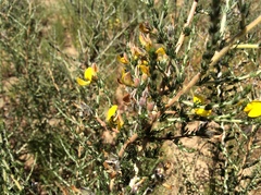 Aspalathus desertorum