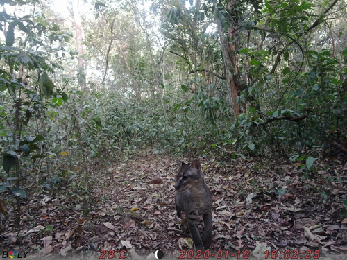 African Golden Cat