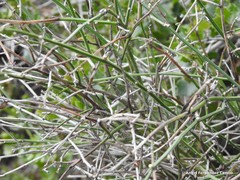 Chrysojasminum fruticans