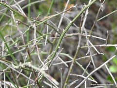 Chrysojasminum fruticans