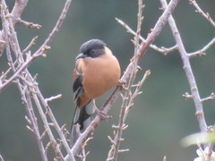 Heterophasia capistrata