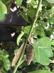Macroglossinae