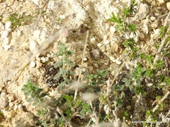 Helianthemum asperum