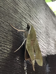 Macroglossinae