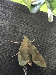Macroglossinae